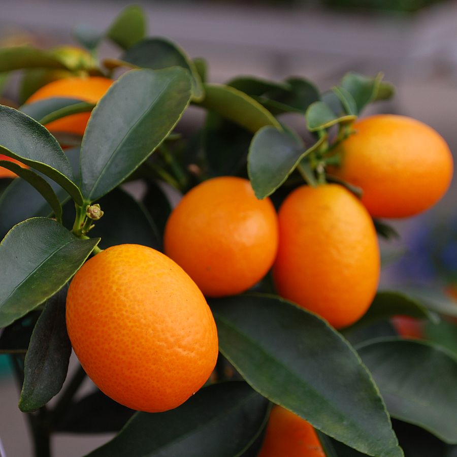 Citrus fortunella 'Kumquat Obovata' Kumkvat / kokt&eacute;lmandarin